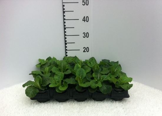 Immagine di PRIMULA ACAULIS V.10 CM META' COLTURA