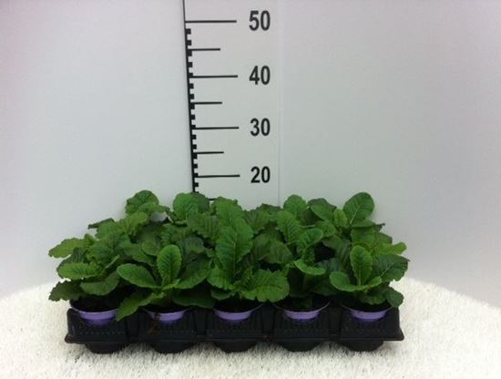 Immagine di PRIMULA ACAULIS PROVENZA V.10 CM META' COLTURA