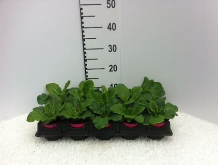 Immagine di PRIMULA ACAULIS SOLE DI PRIMAVERA V.10 CM META' COLTURA