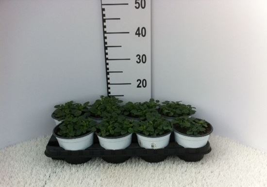 Immagine di VIOLA CORNUTA V.14 CM META' COLTURA