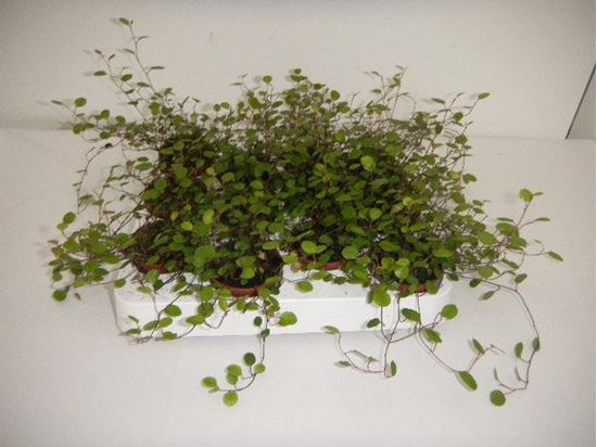 Immagine di MUEHLENBECKIA V.6 CM