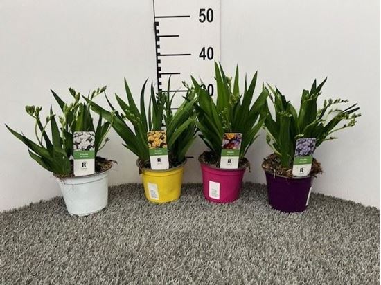 Immagine di FRESIA MIX V.13 CM