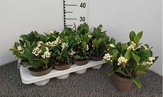 Immagine di SKIMMIA JAP. TEMPTATION V.13 CM