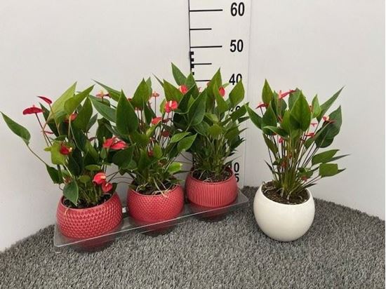 Immagine di COMPOSIZIONE NR.08 ANTHURIUM