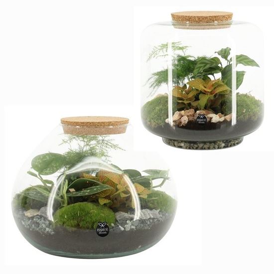 Immagine di TERRARIUM NR.07