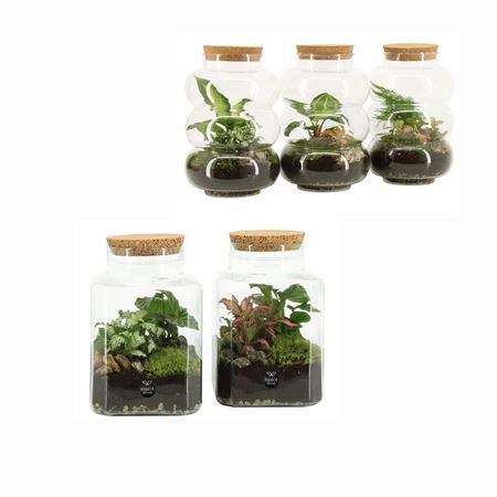 Immagine di TERRARIUM NR.03