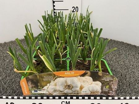 Immagine di AGLIO BIANCO FRANCESE PACK 6 PIANTE