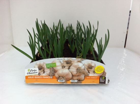 Immagine di AGLIO VIOLETTO FRANCESE PACK 6 PIANTE