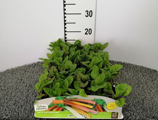 Immagine di BIETA A COSTE ARCOBALENO PACK 9 PIANTE