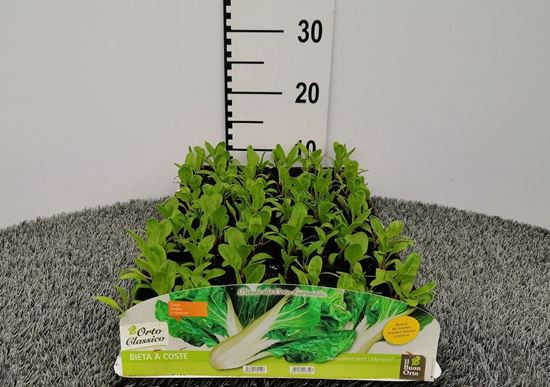 Immagine di BIETA A COSTE PACK 9 PIANTE