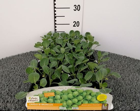 Immagine di CAVOLO BRUXELLES F1 PACK 6 PIANTE