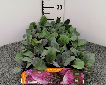 Immagine di CAV. CAPPUCCIO A CUORE ROSSO F1 PACK 6 PIANTE