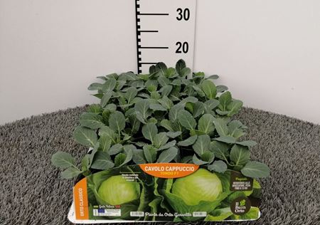 Immagine di CAV. CAPPUCCIO TONDO F1 PACK 6 PIANTE