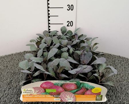 Immagine di CAV. CAPPUCCIO TONDO ROSSO F1 PACK 6 PIANTE