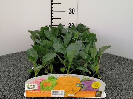 Immagine di CAVOLFIORE COLORATO MIX PACK 6 PIANTE