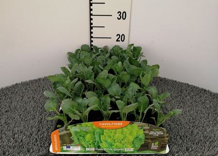 Immagine di CAVOLFIORE ROMANESCO F1 PACK 6 PIANTE