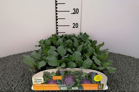 Immagine di CAVOLO VERZA ROSSA F1 PACK 6 PIANTE