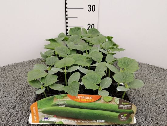 Immagine di CETRIOLO LUNGO F1 PACK 4 PIANTE