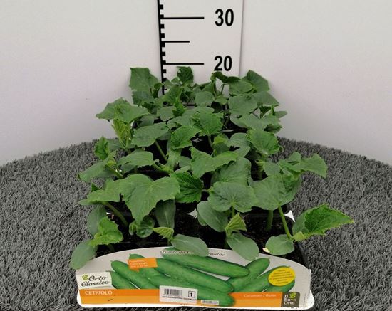 Immagine di CETRIOLO F1 PACK 4 PIANTE