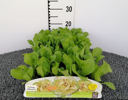 Immagine di CICORIA CASTELFRANCO PRECOCE PACK 9 PIANTE