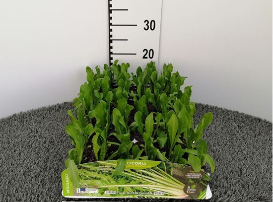 Immagine di CICORIA CATALOGNA PACK 9 PIANTE