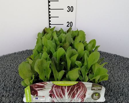 Immagine di CICORIA CHIOGGIA ROSSA PRECOCE PACK 9 PIANTE