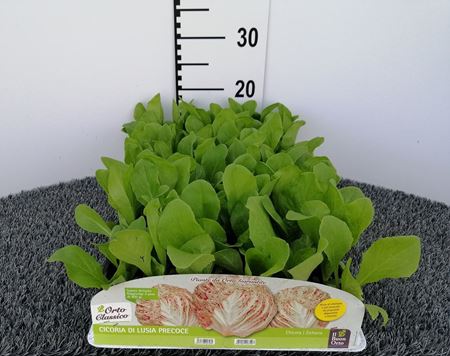 Immagine di CICORIA LUSIA VARIEGATA PRECOCE PACK 9 PIANTE