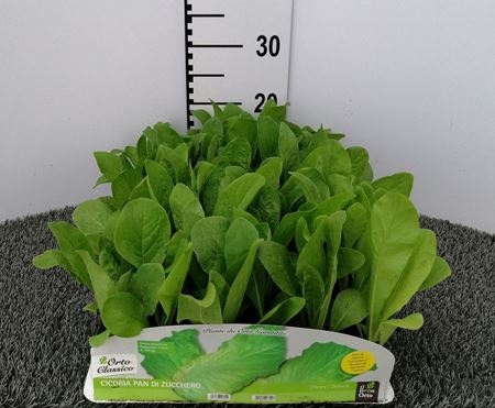 Immagine di CICORIA PAN DI ZUCCHERO PACK 9 PIANTE