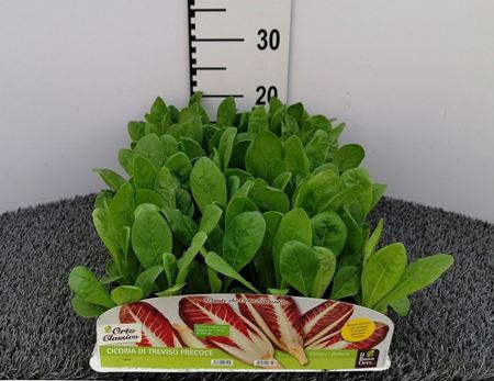 Immagine di CICORIA TREVISO PRECOCE PACK 9 PIANTE