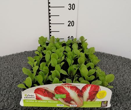 Immagine di CICORIA VERONA PRECOCE PACK 9 PIANTE