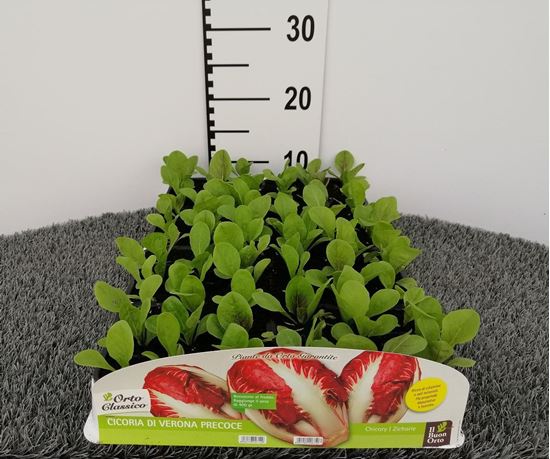 Immagine di CICORIA VERONA PRECOCE PACK 9 PIANTE