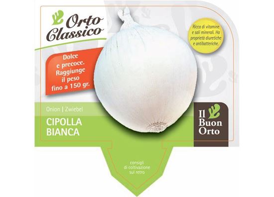 Immagine di CIPOLLA PIATTA DI MAGGIO PACK 12 PIANTE