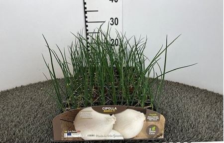 Immagine di CIPOLLA BIANCA F1  PACK 12 PIANTE