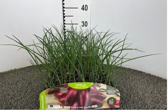 Immagine di CIPOLLA LUNGA DI TROPEA PACK 12 PIANTE