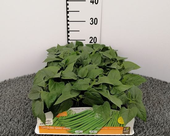 Immagine di FAGIOLINO NANO VERDE PACK 9 PIANTE