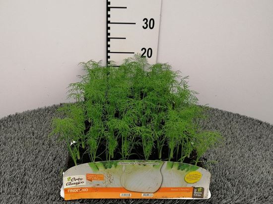 Immagine di FINOCCHIO F1 MATURAZIONE 60/70 GG PACK 12 PIANTE