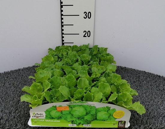 Immagine di LATTUGA BRASILIANA PACK 9 PIANTE