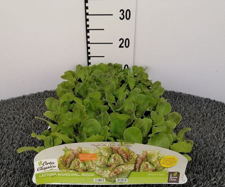 Immagine di LATTUGA BRASILIANA ROSSA PACK 9 PIANTE