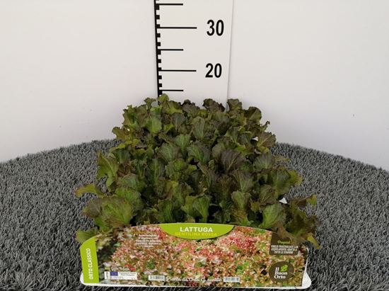 Immagine di LATTUGA GENTILINA ROSSA PACK 9 PIANTE