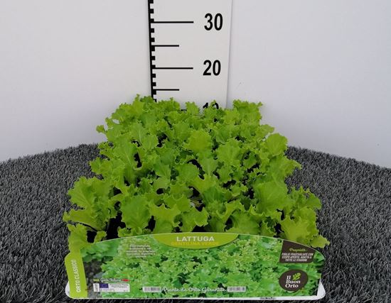 Immagine di LATTUGA GENTILINA VERDE PACK 9 PIANTE