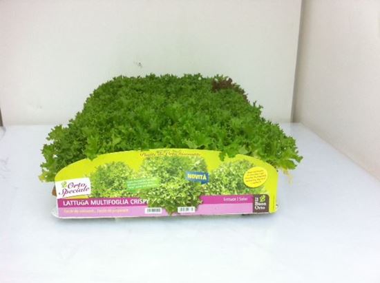 Immagine di LATTUGA MULTIFOGLIA RICCIA PACK 9 PIANTE