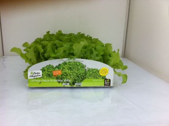 Immagine di LATTUGA F. DI QUERCIA VERDE PACK 9 PIANTE