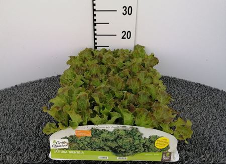 Immagine di LATTUGA TRENTINA PACK 9 PIANTE