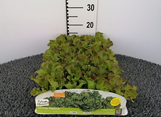 Immagine di LATTUGA TRENTINA PACK 9 PIANTE