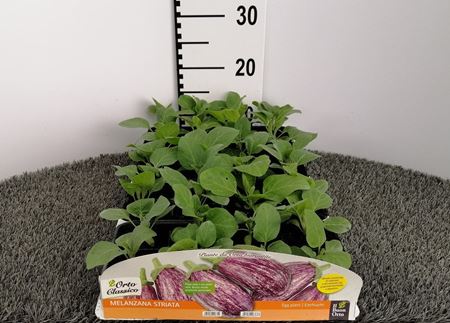 Immagine di MELANZANA STRIATA F1 PACK 4 PIANTE