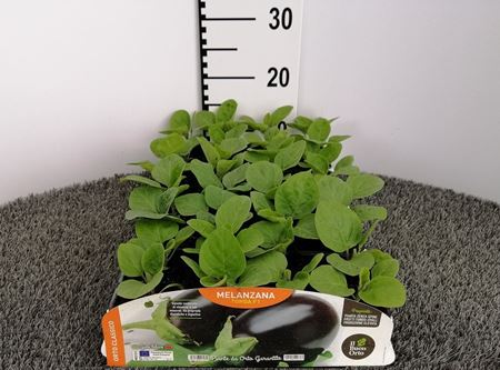 Immagine di MELANZANA TONDA F1 PACK 4 PIANTE