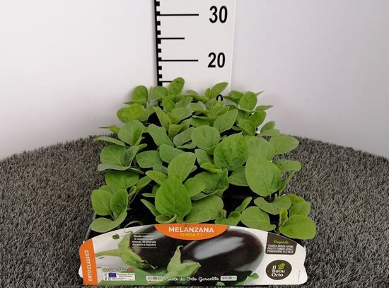 Immagine di MELANZANA TONDA F1 PACK 4 PIANTE