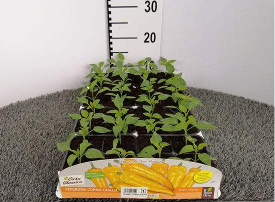 Immagine di PEPERONE CORNO GIALLO F1 PACK 4 PIANTE