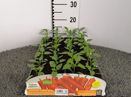 Immagine di PEPERONE CORNO ROSSO F1 PACK 4 PIANTE