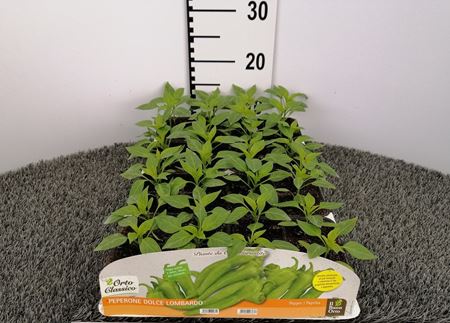 Immagine di PEPERONE LOMBARDO SIGARETTA F1 PACK 4 PIANTE